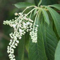 clethra_barbinervis3md (Clethra barbinervis)