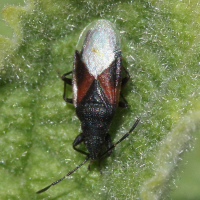 oxycarenus_lavaterae4md