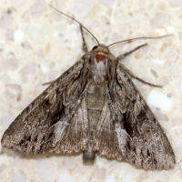 apamea_monoglypha3md (Apamea monoglypha)