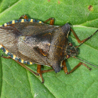 pentatoma_rufipes6md