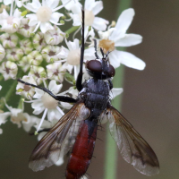 cylindromyia_bicolor3bd (Cylindromyia bicolor)