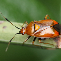 deraeocoris_ruber7md (Deraeocoris ruber)