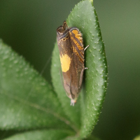 Dichrorampha petiverella (Tordeuse)