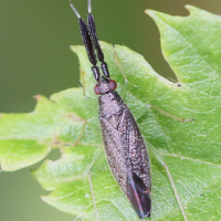 Heterotoma planicornis (Punaise)