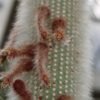 cleistocactus_straussi2md (Cleistocactus straussi)