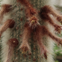cleistocactus_straussi3md