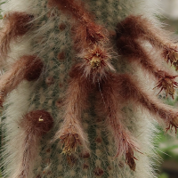 cleistocactus_straussi3md (Cleistocactus straussi)