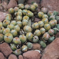 conophytum_meyeri2bd