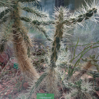 Cylindropuntia tunicata (Cactus)