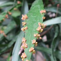 Phyllanthus angustifolius (Phyllanthus)