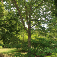 pterostyrax_psillophyllus3md