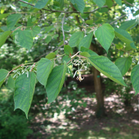 Firmiana simplex (Parasol chinois, Sterculier à feuilles de platane)