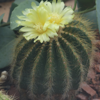 Parodia schumanniana (Cactus)