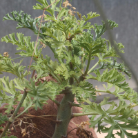 Pelargonium dasyphyllum (Pélargonium)
