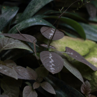 Pseuderanthemum alatum (Plante chocolat)