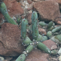 Senecio articulatus (Plante-chandelle, Séneçon articulé)