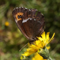 erebia_euryhale3md (Erebia euryale)