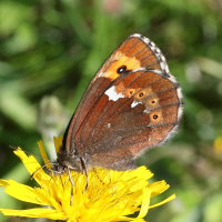 erebia_ligea6md (Erebia ligea)