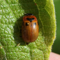 Gonioctena viminalis (Phytodecte de l'osier)