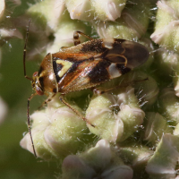 Orthops basalis (Punaise)