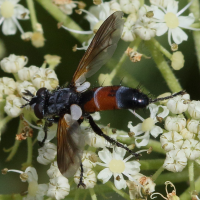 cylindromyia_pilipes2bd (Cylindromyia pilipes)