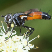 cylindromyia_pilipes3bd (Cylindromyia pilipes)