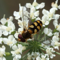 eupeodes_corollae4bd (Eupeodes corollae)