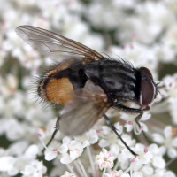 Musca autumnalis (Mouche d'étable)