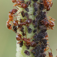 Myrmica rubra (Fourmi rouge)