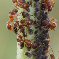 myrmica_rubra1md