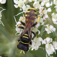 ectemnius_sp1md (Ectemnius sp.)