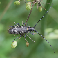 Monochamus sutor (Monochame cordonnier)