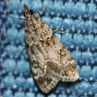 eudonia_mercurella1md (Eudonia mercurella)