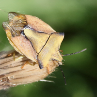 carpocoris_fuscispinus4md (Carpocoris fuscispinus)