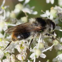 cheilosia_illustrata3md (Cheilosia illustrata)