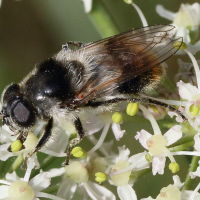 cheilosia_illustrata4md (Cheilosia illustrata)