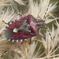 dolycoris_baccarum3md (Dolycoris baccarum)