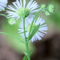 erigeron_annuus4md (Erigeron annuus)