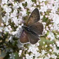 lycaena_tityrus10md