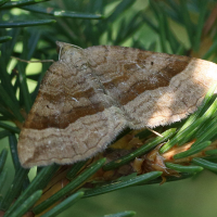 scotopteryx_chenopodiata8md