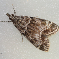 eudonia_mercurella2md (Eudonia mercurella)