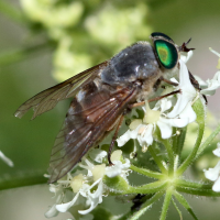 Hybomitra bimaculata (Taon)