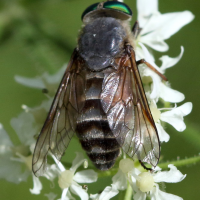 hybomitra_bimaculata2bd