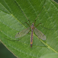 Nephrotoma cornicina (Tipule)