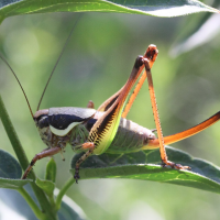 eupholidoptera_chabrieri3md (Eupholidoptera chabrieri)