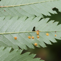 gymnosporangium_cornutum_galle5md