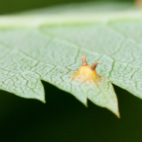 gymnosporangium_cornutum_galle7md