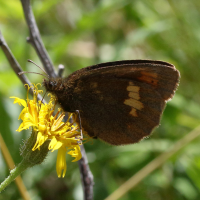 erebia_manto7md (Erebia manto)