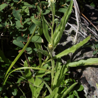 hieracium_intybaceum1md