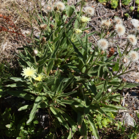 hieracium_intybaceum2md